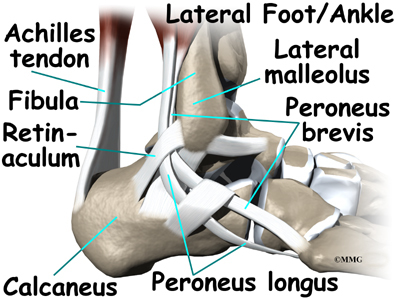 Anterior Ankle Tendons