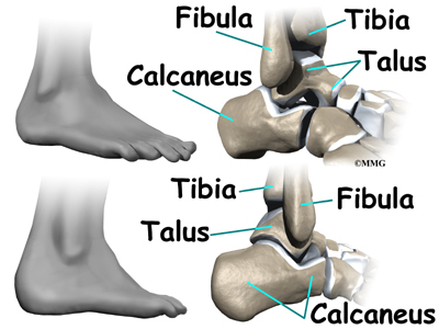 Ankle Joint Capsule