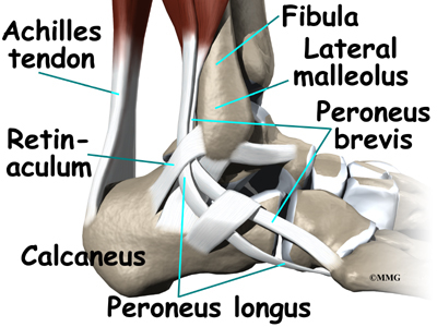 Ankle Structure