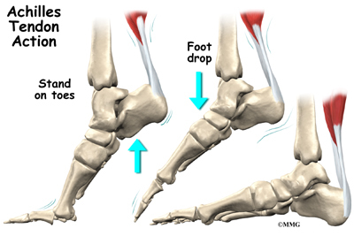 foot_achilles_tendon_anatomy02.jpg