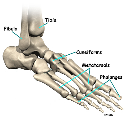 ball feet bone anatomy