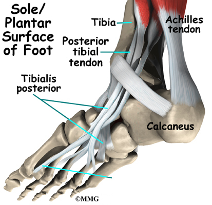 Foot Anatomy Arch