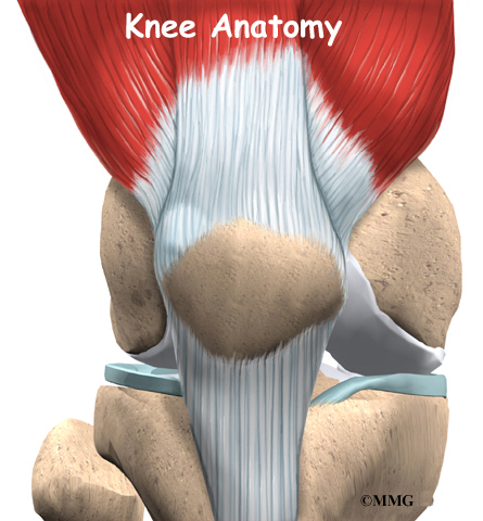 Knee Anatomy | Orthogate