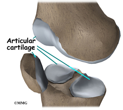 Articular Cartilage Knee