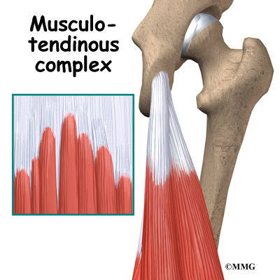 the hamstring muscle