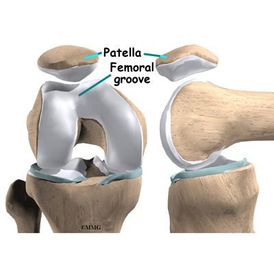 Cartilage On Knee