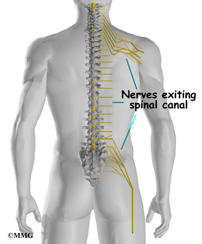 Bones Of Spine