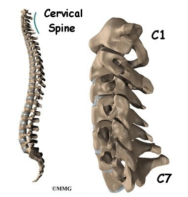 Spine C7