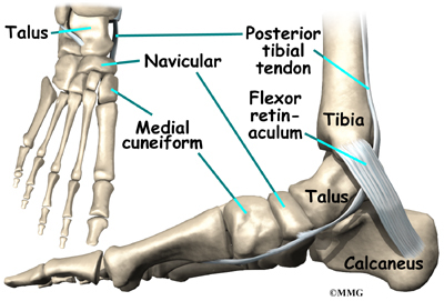 Navicular Bone Foot