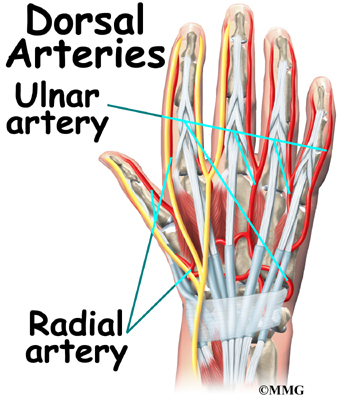 Hand Arteries