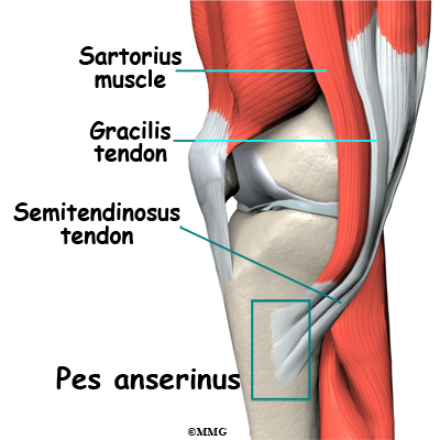 How can sartorius muscle pain be relieved?