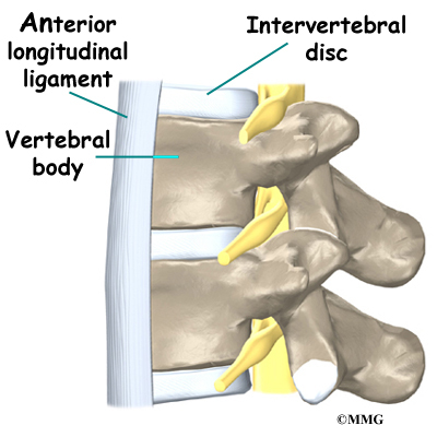 Anterior Spinal Ligament