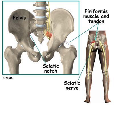 Image result for sciatic notch anatomy