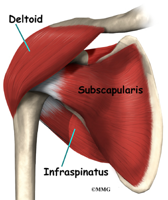 deltoid muscle spitting