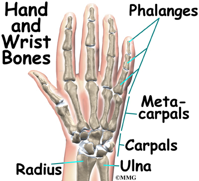 Carpal Anatomy Bones