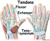 Wrist Anatomy | eOrthopod.com