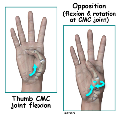 Metacarpophalangeal Joint Thumb