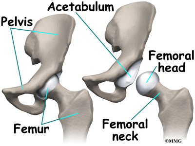 epiphysis of neck of femur