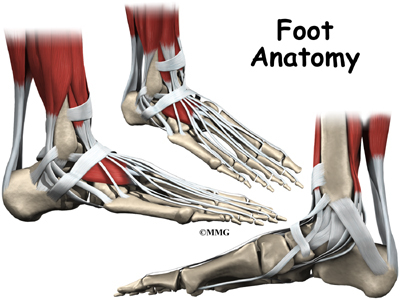 A Guide to Understand Ankle Joint with Diagram