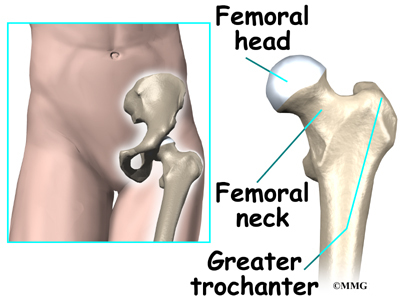Hip Anatomy Orthogate