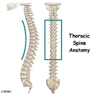 Найдите грудной отдел позвоночника обратите. Протрузия грудного отдела позвоночника. Thoracic Spine. Spine грудной. Позвоночник человека анатомия грыж.