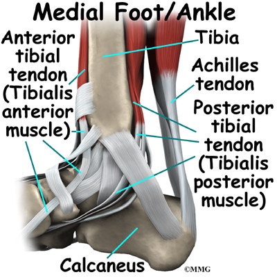 Ankle Anatomy | eOrthopod.com