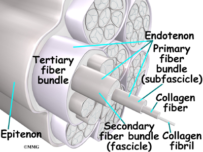 Peroneal Tendon Problems