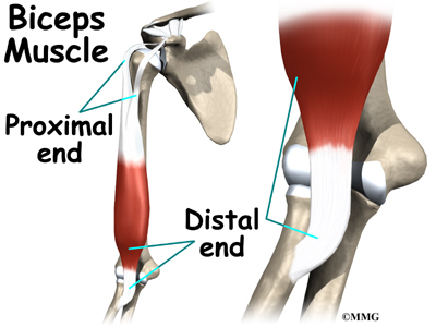 Distal Biceps Rupture | eOrthopod.com