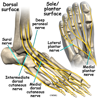 Foot Anatomy | eOrthopod.com