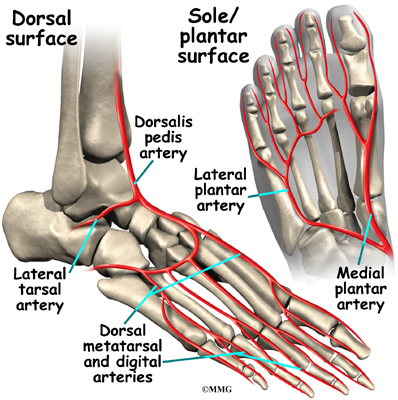 Foot Anatomy | eOrthopod.com