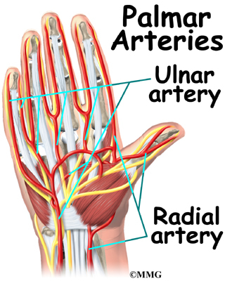 is there an artery in your thumb