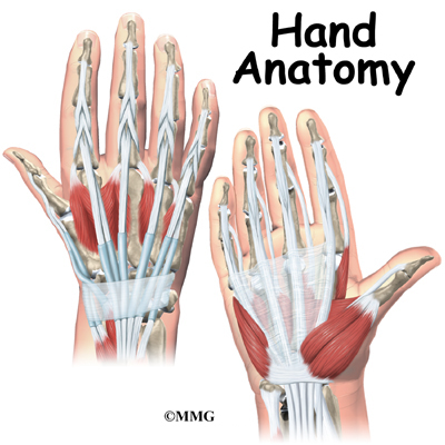 Hand Anatomy Eorthopod Com