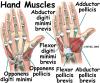 Hand Anatomy | eOrthopod.com