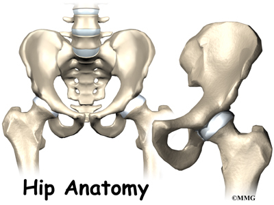 Hip Anatomy | eOrthopod.com