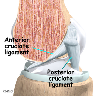 Knee Anatomy - eOrthopod.com