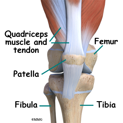 knee bone patella