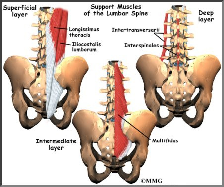 Lumbar Spine Anatomy - eOrthopod.com