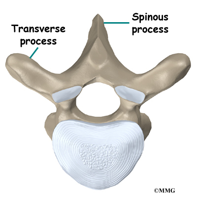 Thoracic Spine Anatomy - eOrthopod.com